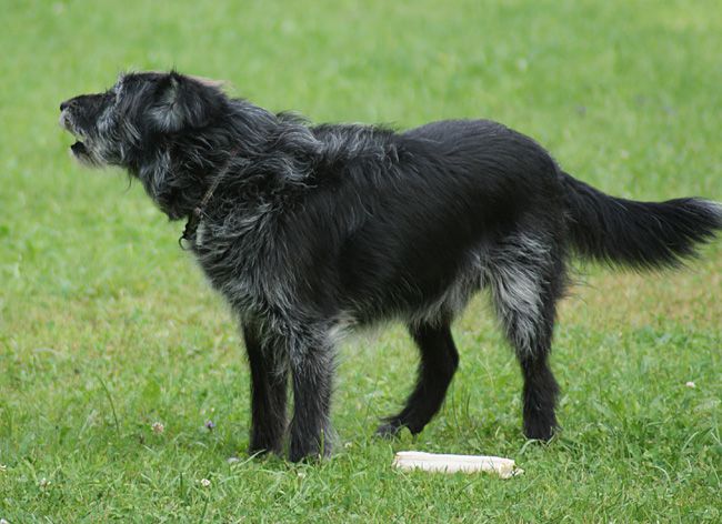 Agility trening 4 - foto povečava