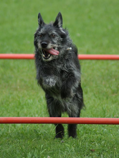 Agility trening 4 - foto povečava