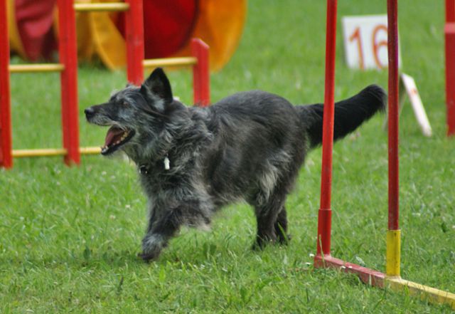 Agility trening 4 - foto