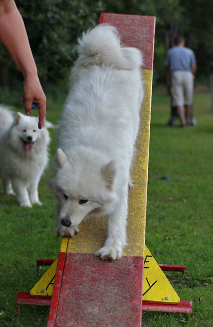 Agility trening 4 - foto povečava