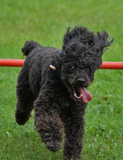 Agility trening 4 - foto povečava