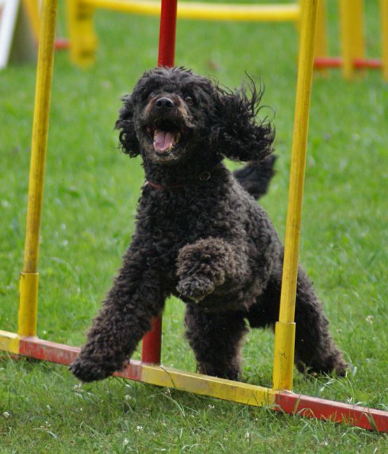 Agility trening 4 - foto povečava