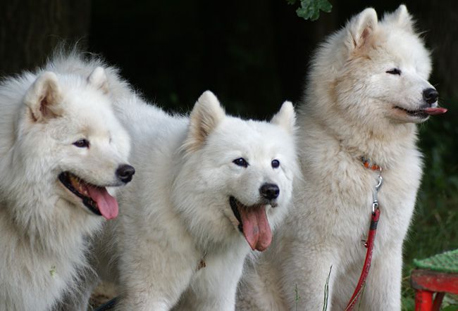 Agility trening 4 - foto povečava