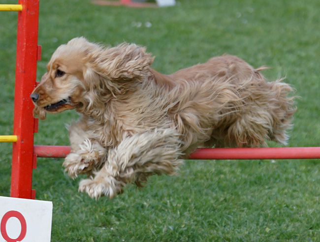 AGILITY TRENING 5 - BECKY - foto povečava