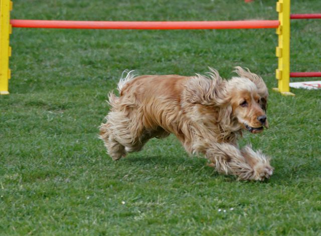 AGILITY TRENING 5 - BECKY - foto