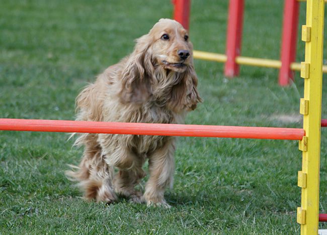 AGILITY TRENING 5 - BECKY - foto povečava