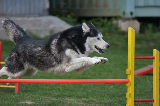 AGILITY TRENING 5 - LUKA - foto povečava