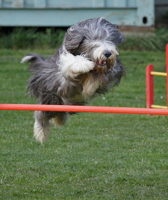 AGILITY TRENING 5 - KAN - foto povečava