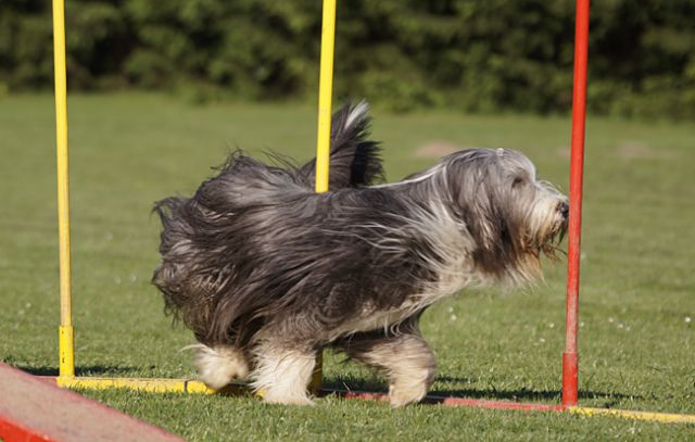 AGILITY TRENING 5 - KAN - foto