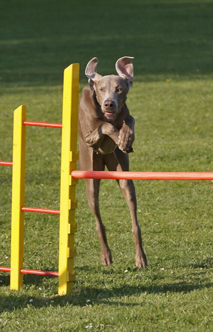 AGILITY TRENING 5 -  ŽIVA&DRU - foto povečava