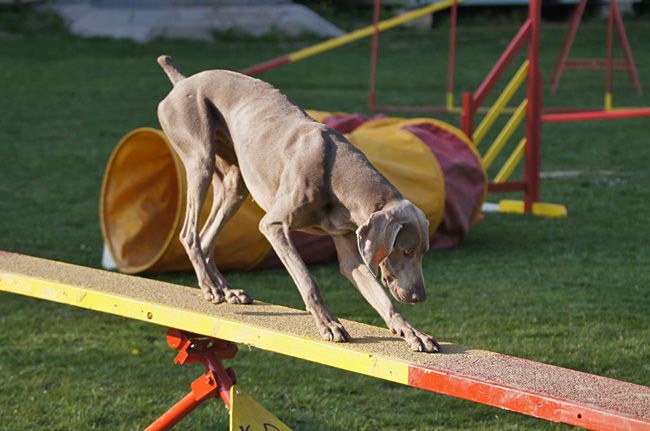 AGILITY TRENING 5 -  ŽIVA&DRU - foto povečava