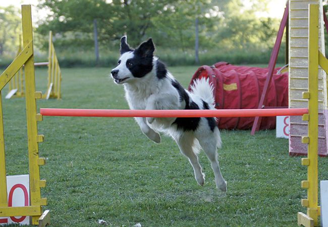 AGILITY TRENING 5 -  ŽIVA&DRU - foto povečava