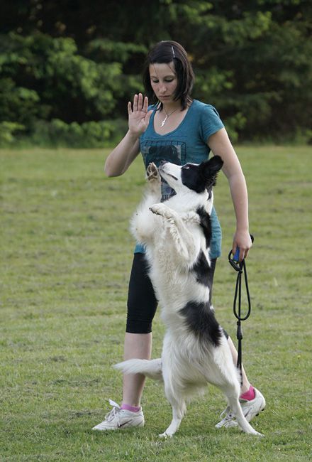 AGILITY TRENING 5 -  ŽIVA&DRU - foto