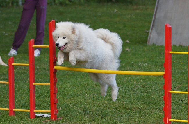 AGILITY TRENING 5 - LAKI - foto povečava