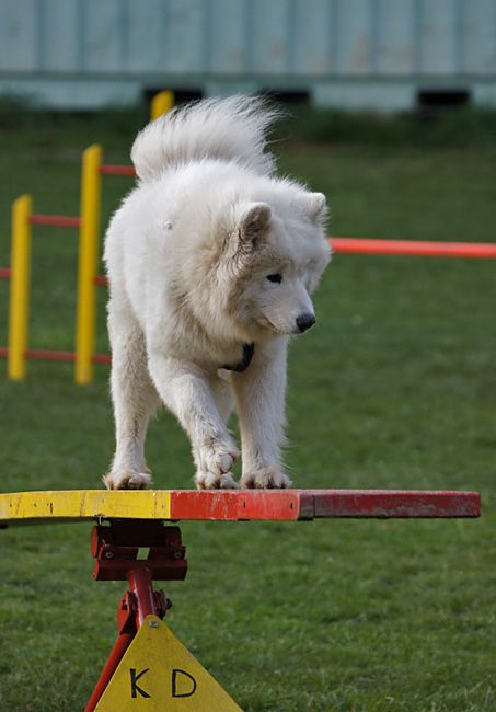 AGILITY TRENING 5 - LAKI - foto povečava