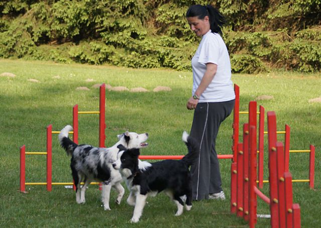 AGILITY TRENING 5 - MLADINCI - foto