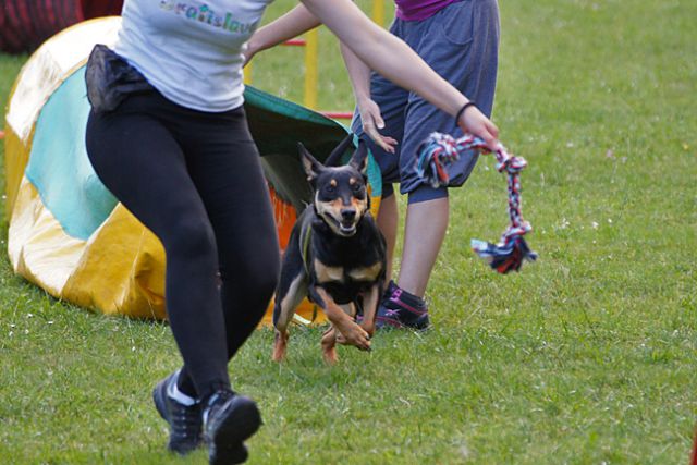 AGILITY TRENING 5 - MLADINCI - foto