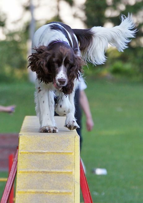 AGILITY TRENING 5 - MLADINCI - foto