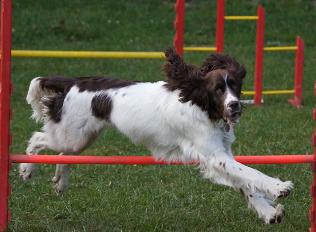 AGILITY TRENING 5 - MLADINCI - foto