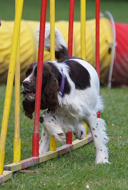 AGILITY TRENING 5 - MLADINCI - foto