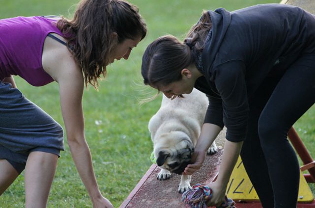 AGILITY TRENING 5 - MLADINCI - foto