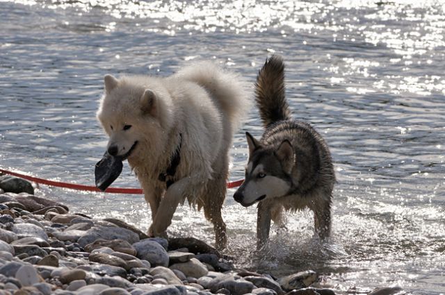 Laki vs Silver (Sava) - foto