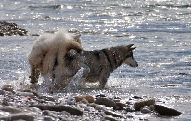 Laki vs Silver (Sava) - foto povečava