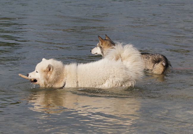 Laki vs Silver (Sava) - foto povečava