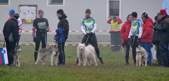 5. evropsko prvenstvo pasemskih vlečnih psov  - foto