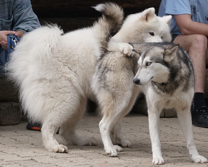 Srečanje polarčkov drugič - Silver - foto povečava