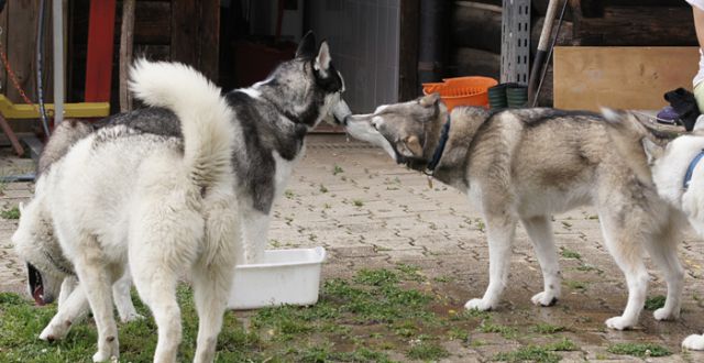 ...si izprosi mesto pri 