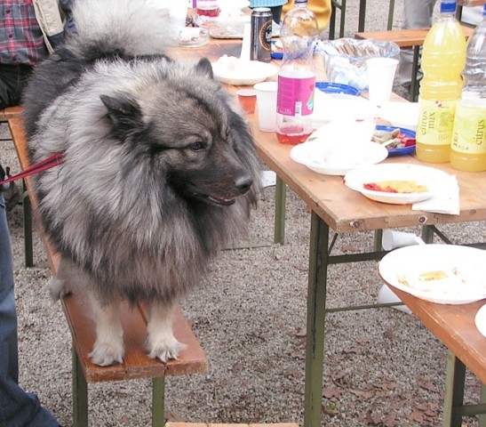 Vzrejni pregled in piknik - foto