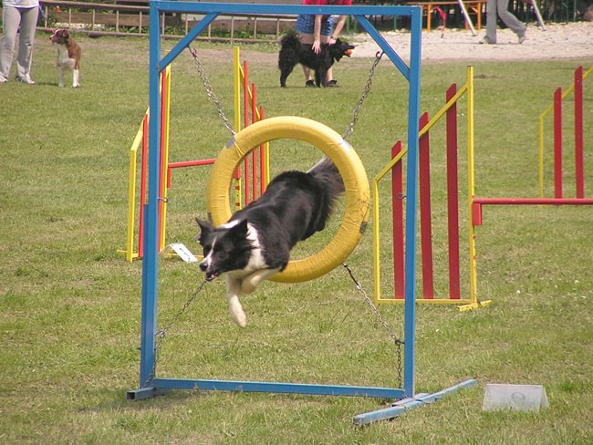 Agility tekma Selca 2006 - foto povečava