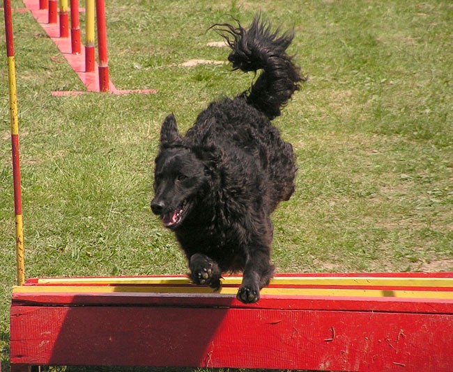 Agility tekma ložnica 2006 - foto povečava