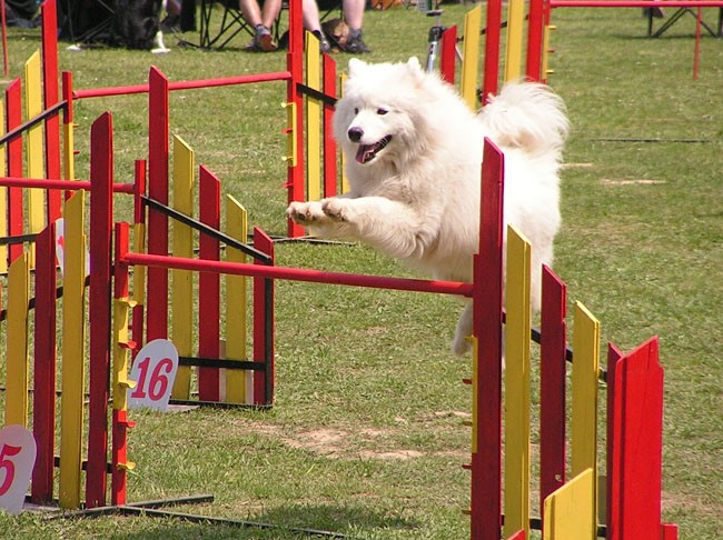 Agility tekma ložnica 2006 - foto povečava