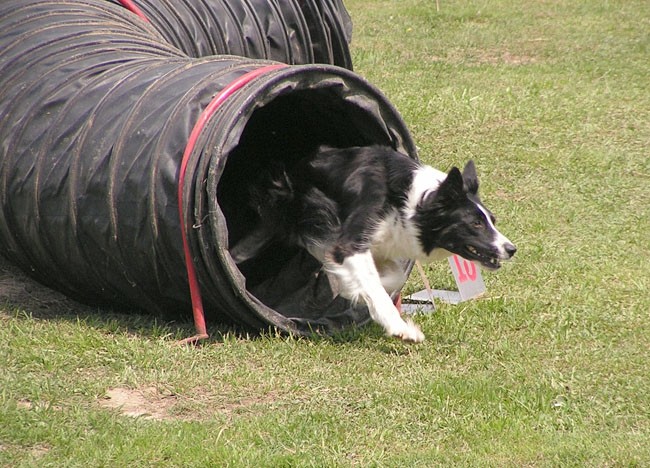 Agility tekma ložnica 2006 - foto povečava