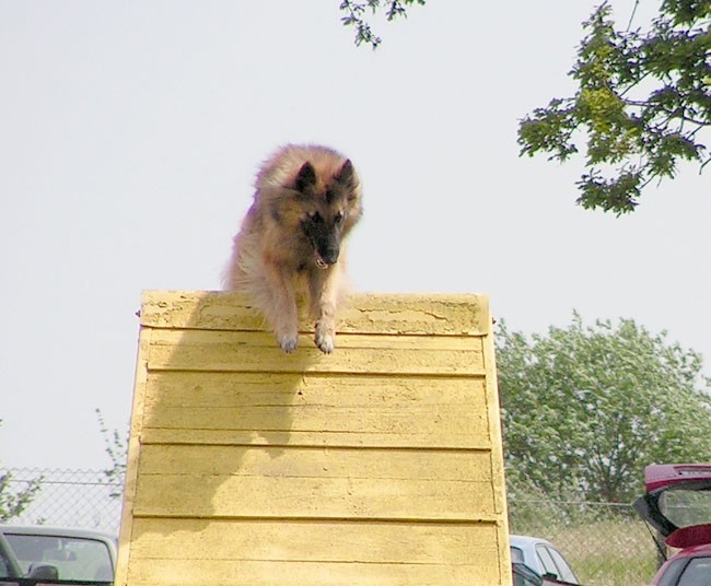 Agility tekma ložnica 2006 - foto povečava