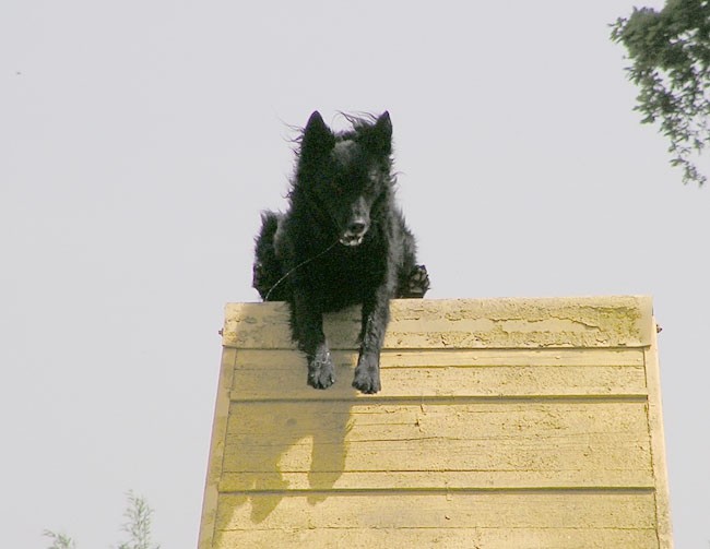 Agility tekma ložnica 2006 - foto povečava