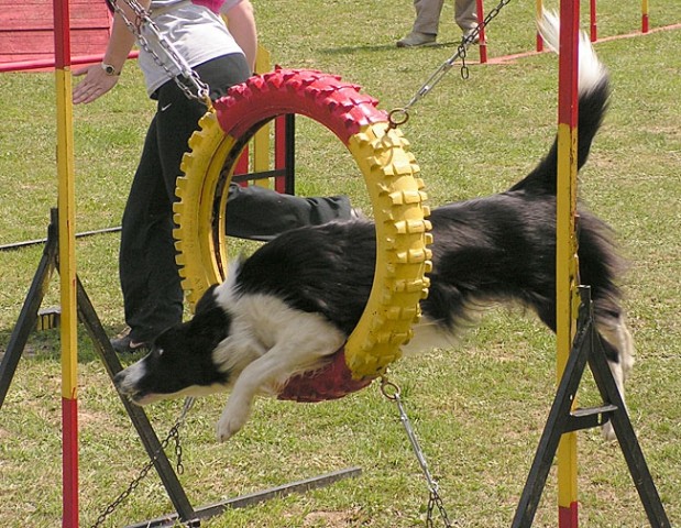 Agility tekma ložnica 2006 - foto