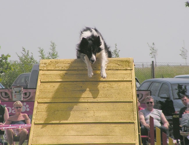 Agility tekma ložnica 2006 - foto povečava