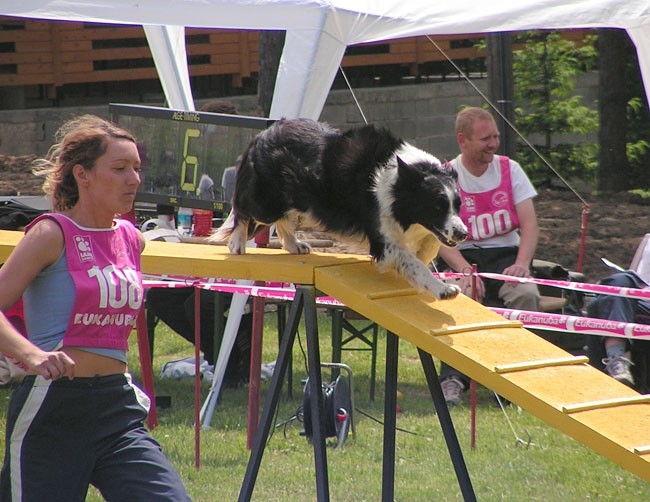 Agility tekma ložnica 2006 - foto povečava