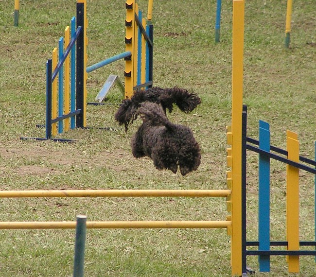 Agility tekma Slovenska Bistrica 2006 - foto povečava