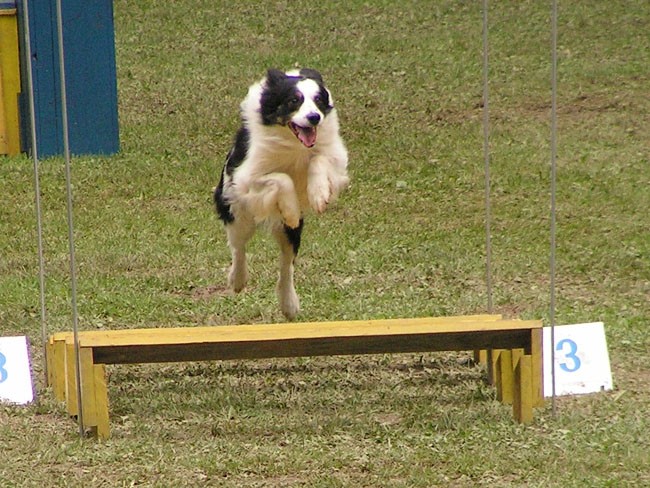 Agility tekma Slovenska Bistrica 2006 - foto povečava