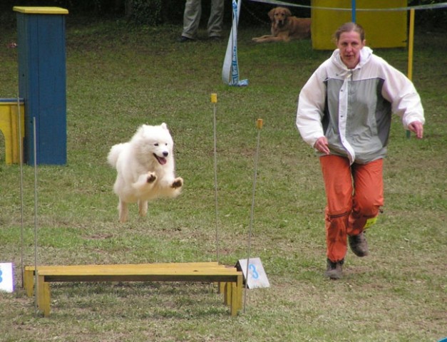 Agility tekma Slovenska Bistrica 2006 - foto