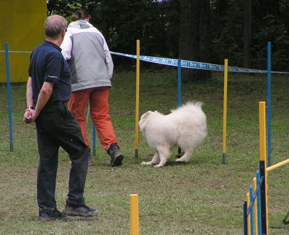 Agility tekma Slovenska Bistrica 2006 - foto