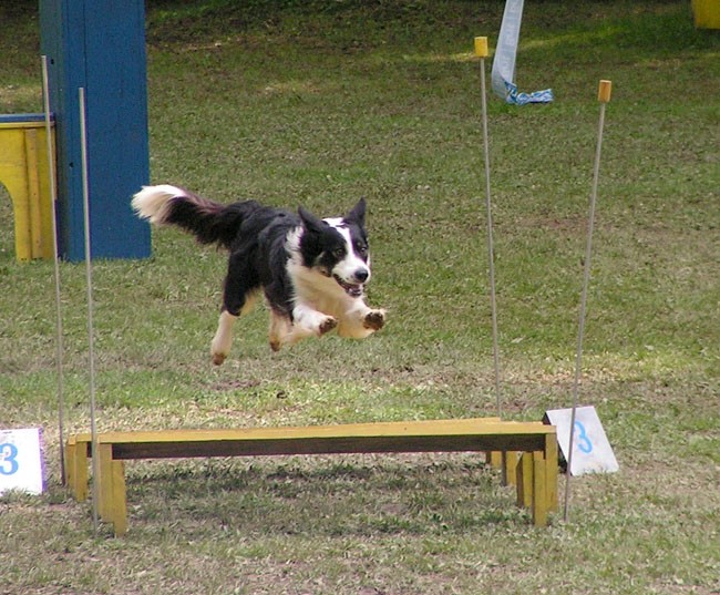 Agility tekma Slovenska Bistrica 2006 - foto povečava