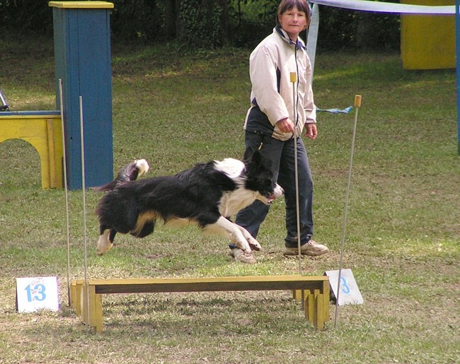 Agility tekma Slovenska Bistrica 2006 - foto povečava