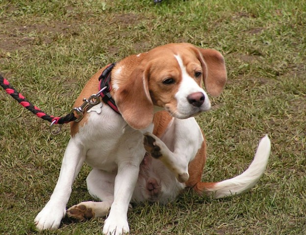 Agility tekma Slovenska Bistrica 2006 - foto