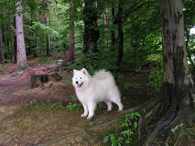 Agility tekma Slovenska Bistrica 2006 - foto povečava