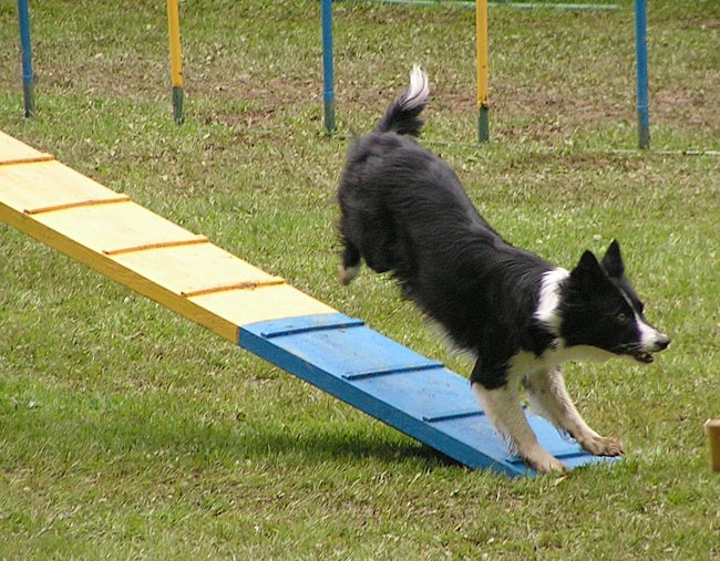 Agility tekma Slovenska Bistrica 2006 - foto povečava